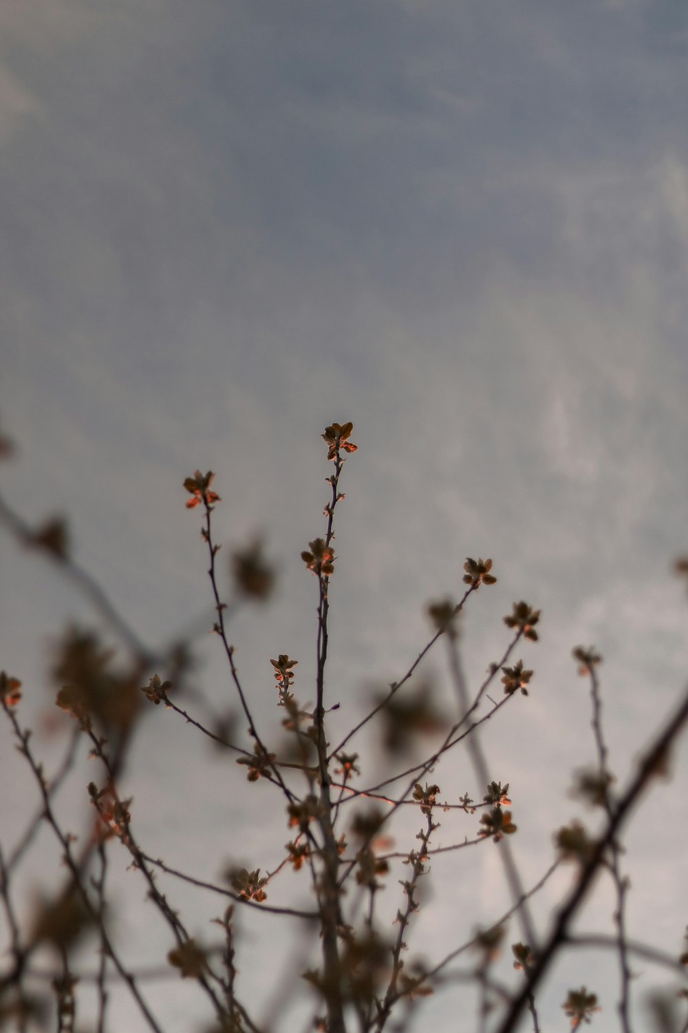 a tree branch with small flowers against a cloudy sky