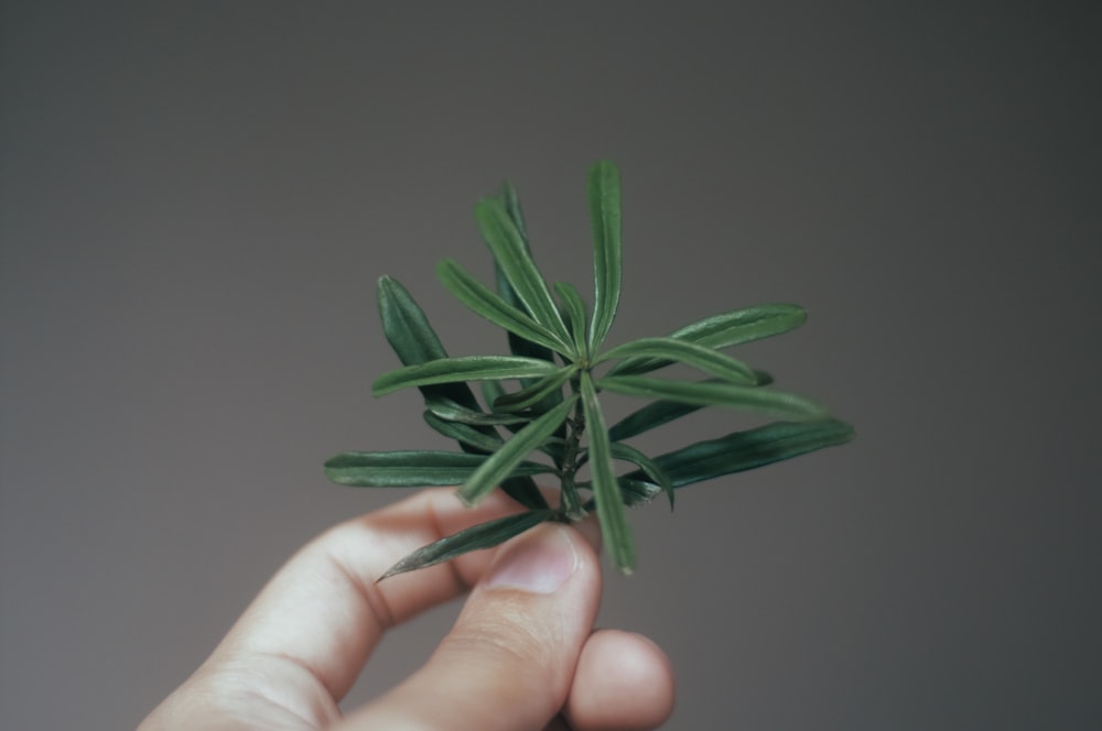 person holding green leaf plant