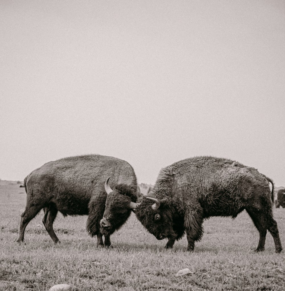 black cow on gray field