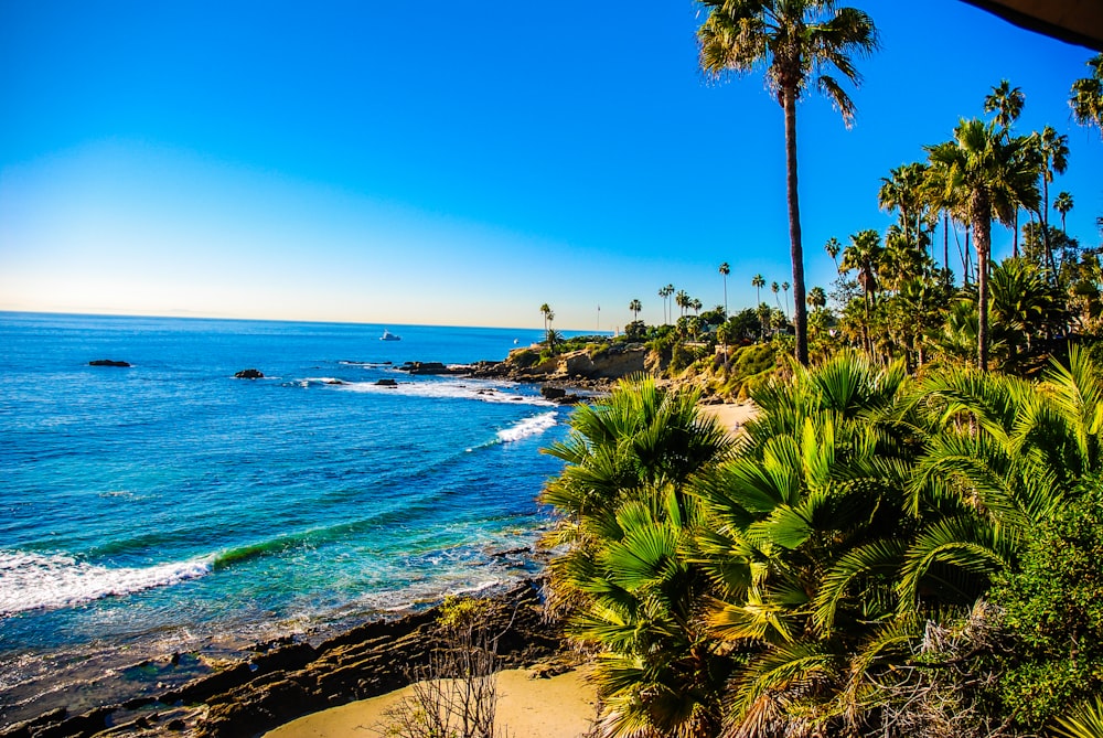 green palm trees near body of water during daytime