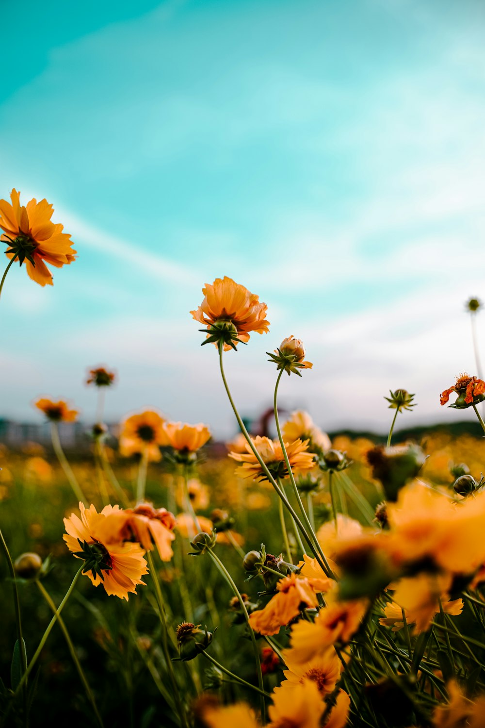 yellow flowers under blue sky during daytime