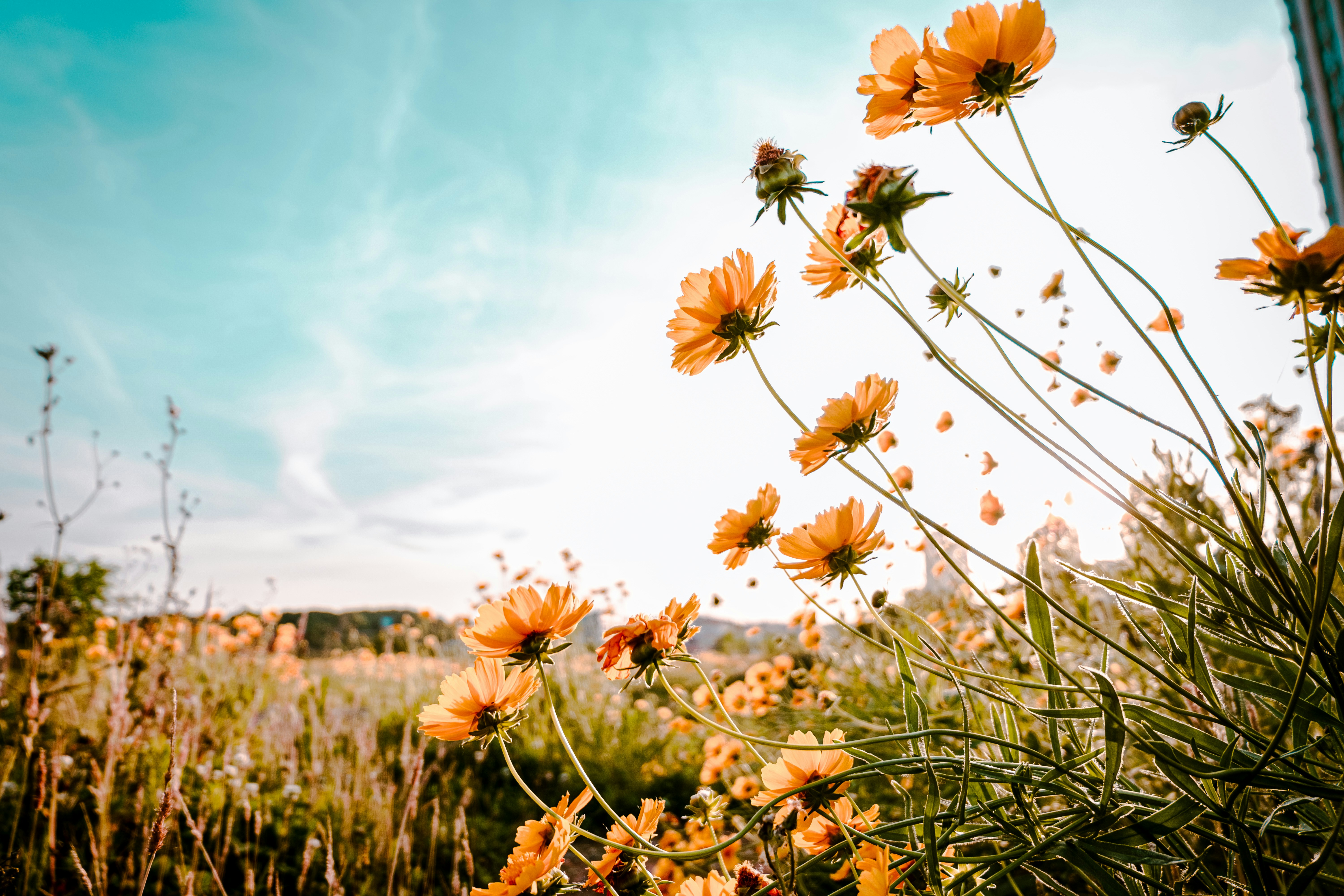 Photo by xiexianghua