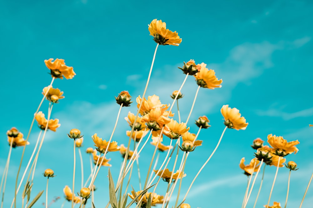 flor amarilla bajo el cielo azul durante el día
