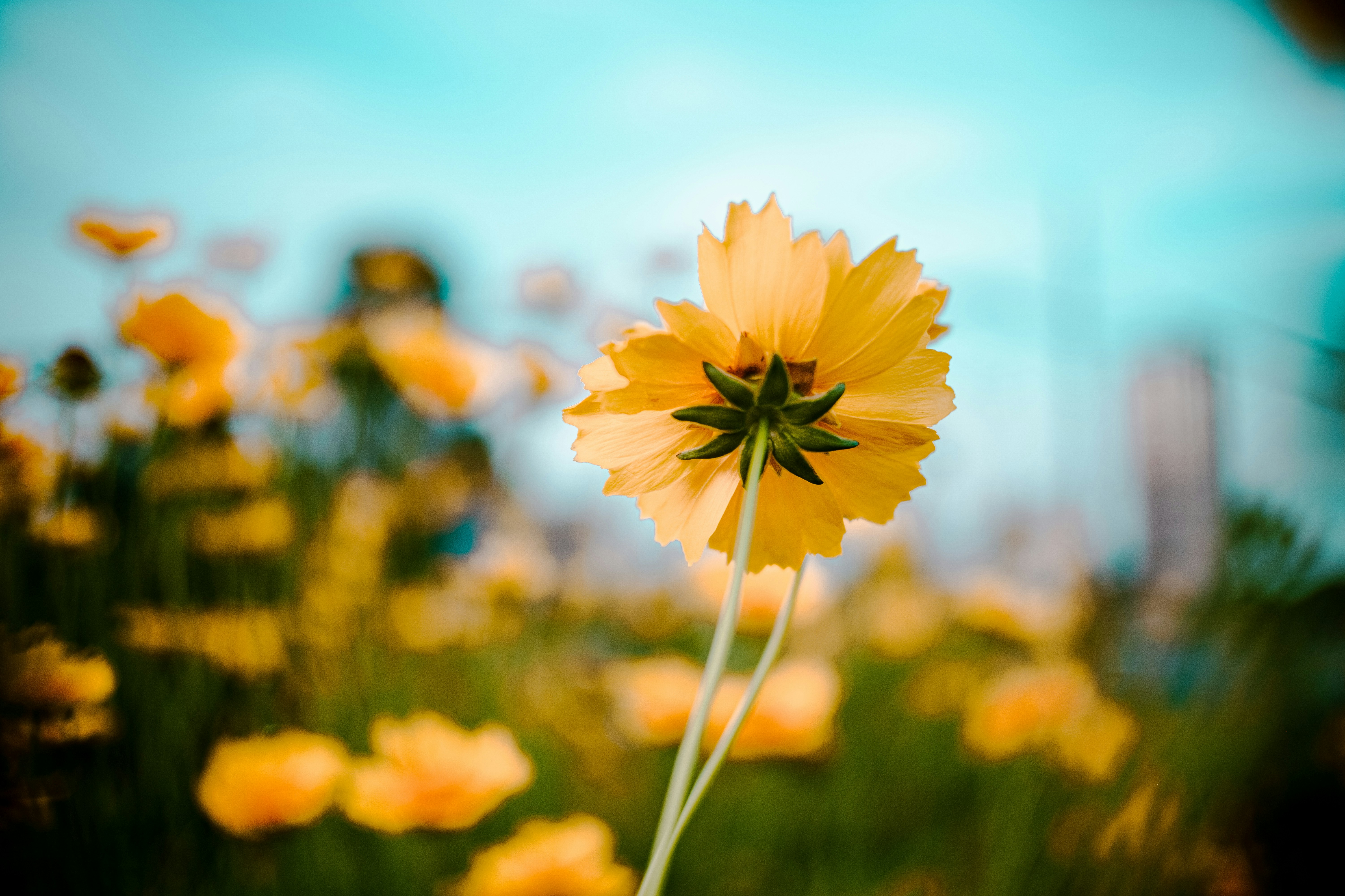 Photo by xiexianghua