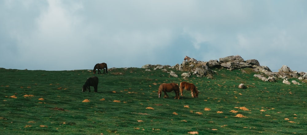 horses on green grass field during daytime