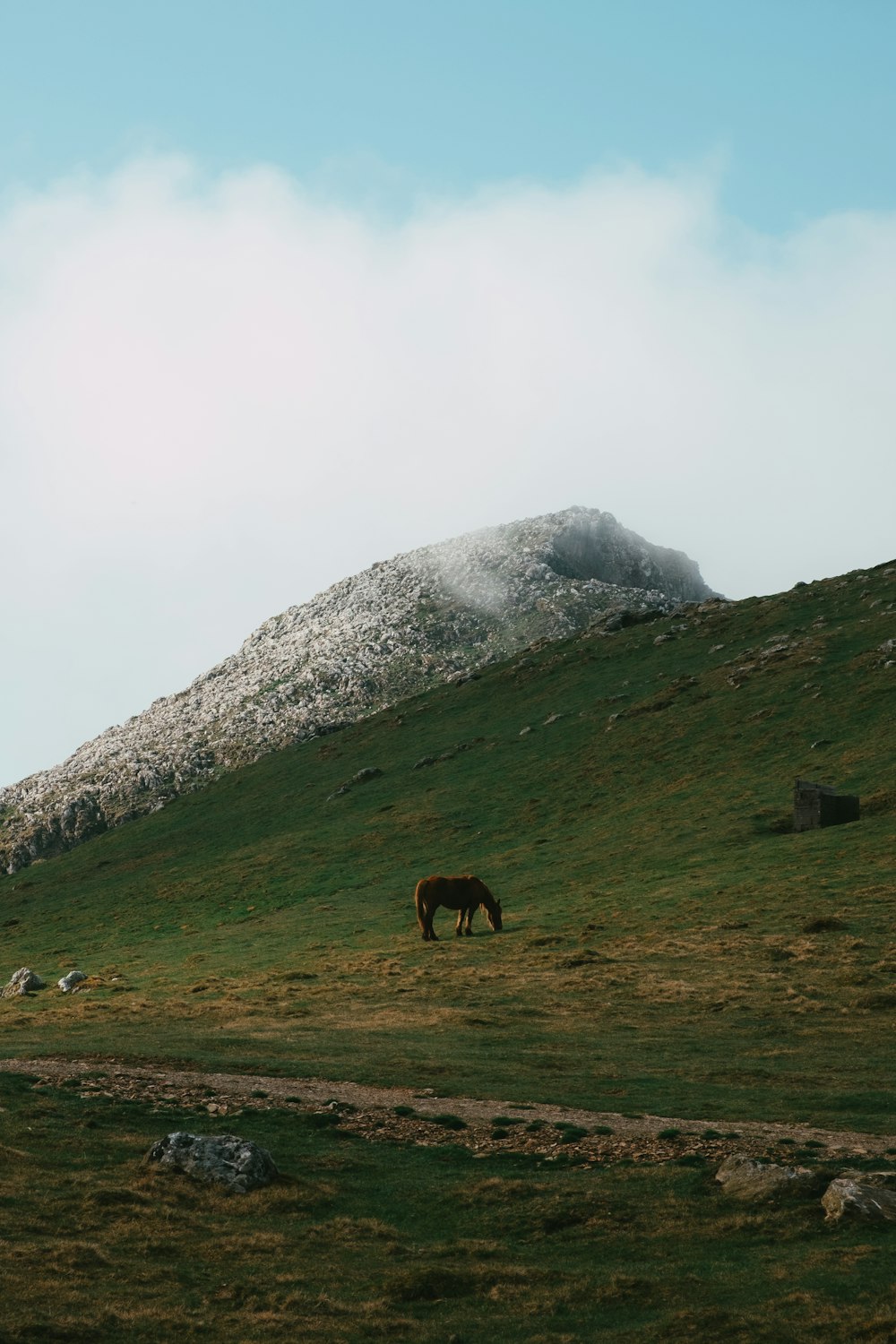 brown horse on green grass field near mountain during daytime