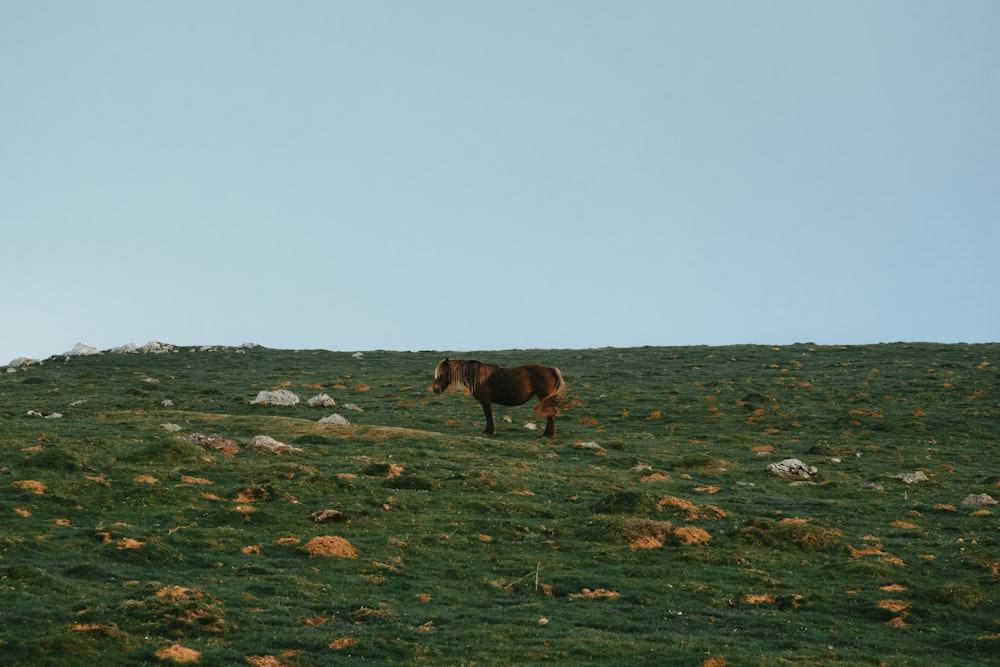 brown horse on green grass field during daytime