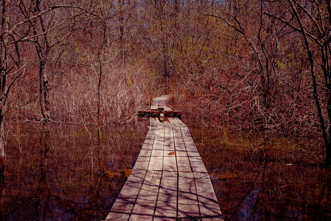 brown wooden pathway between bare trees during daytime