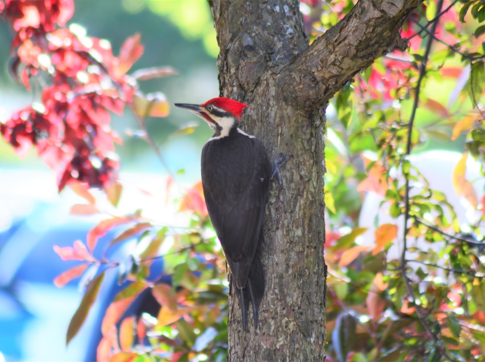 black and white bird on tree branch