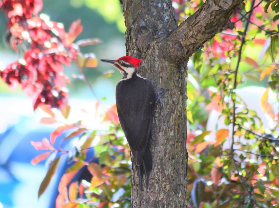  black and white bird on tree branch woodpecker