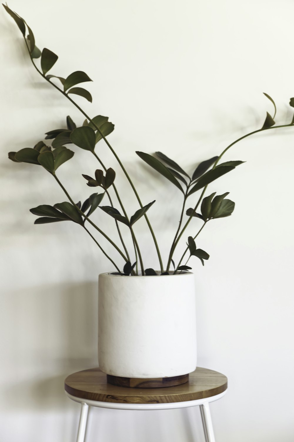 green plant on white ceramic pot