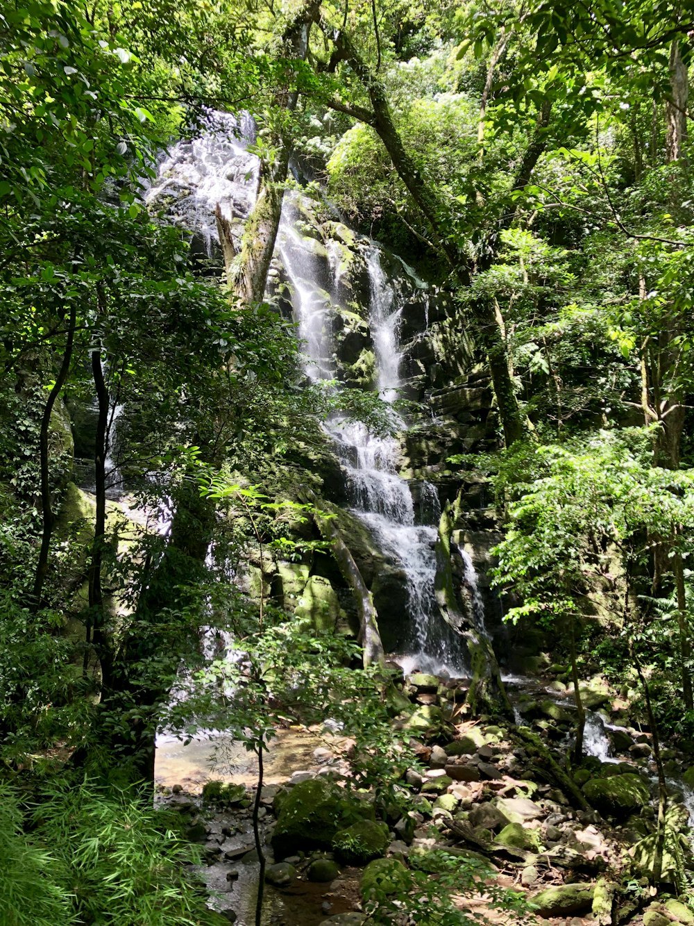 green trees and white waterfalls during daytime