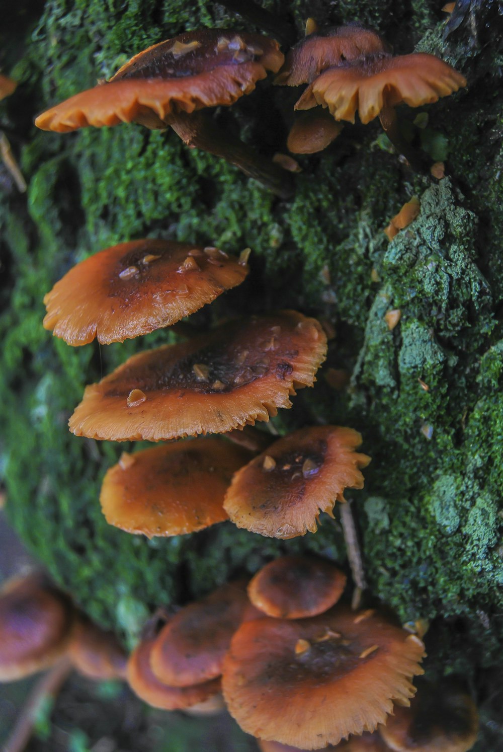 brown mushrooms on green moss