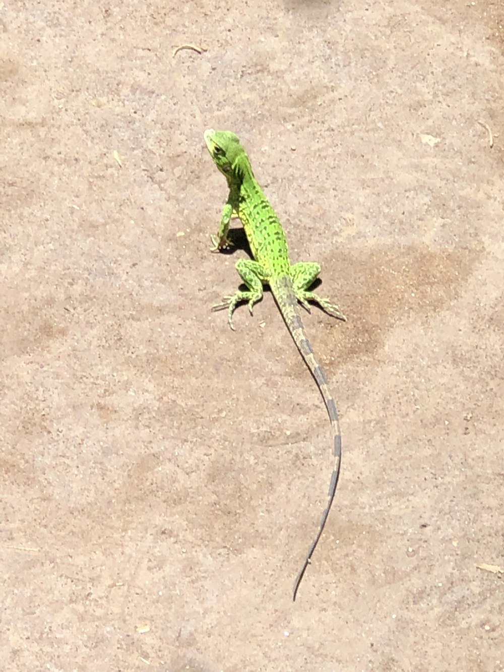 green lizard on brown sand