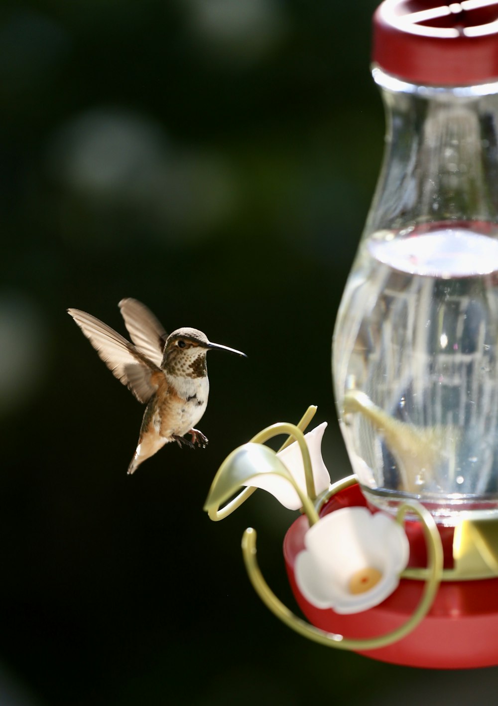 colibri brun volant sur un récipient en verre transparent