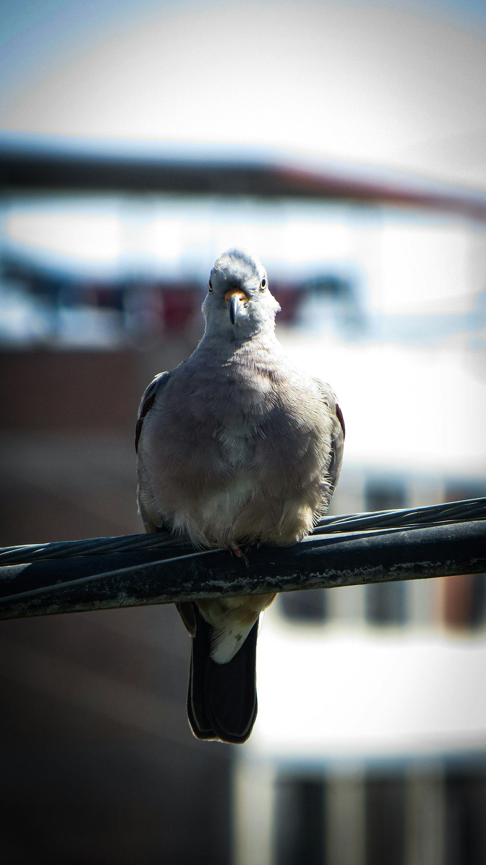 gray and white bird on black metal bar