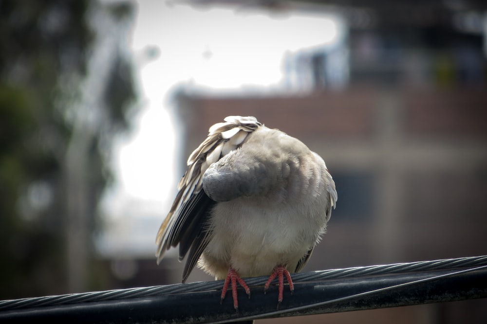 brown and white bird on black metal bar