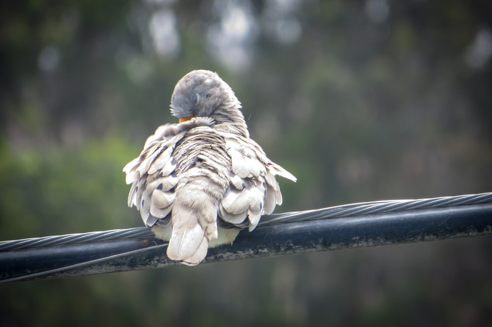 brown and white bird on black metal bar