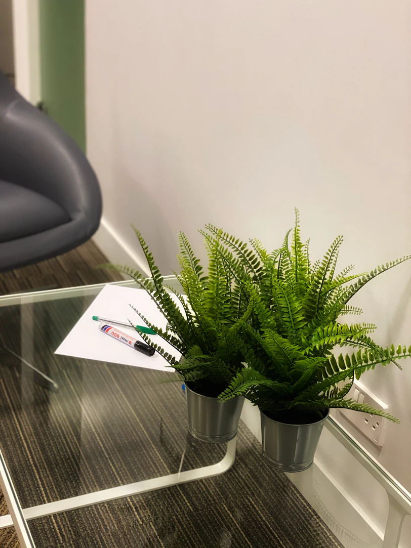 green plant on white ceramic pot