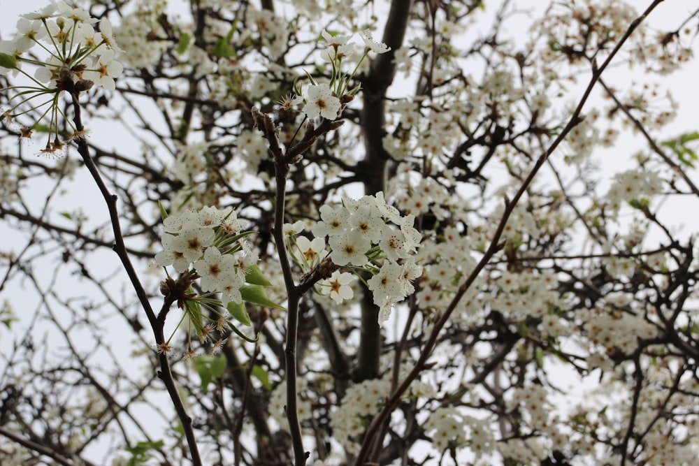 white cherry blossom in bloom during daytime