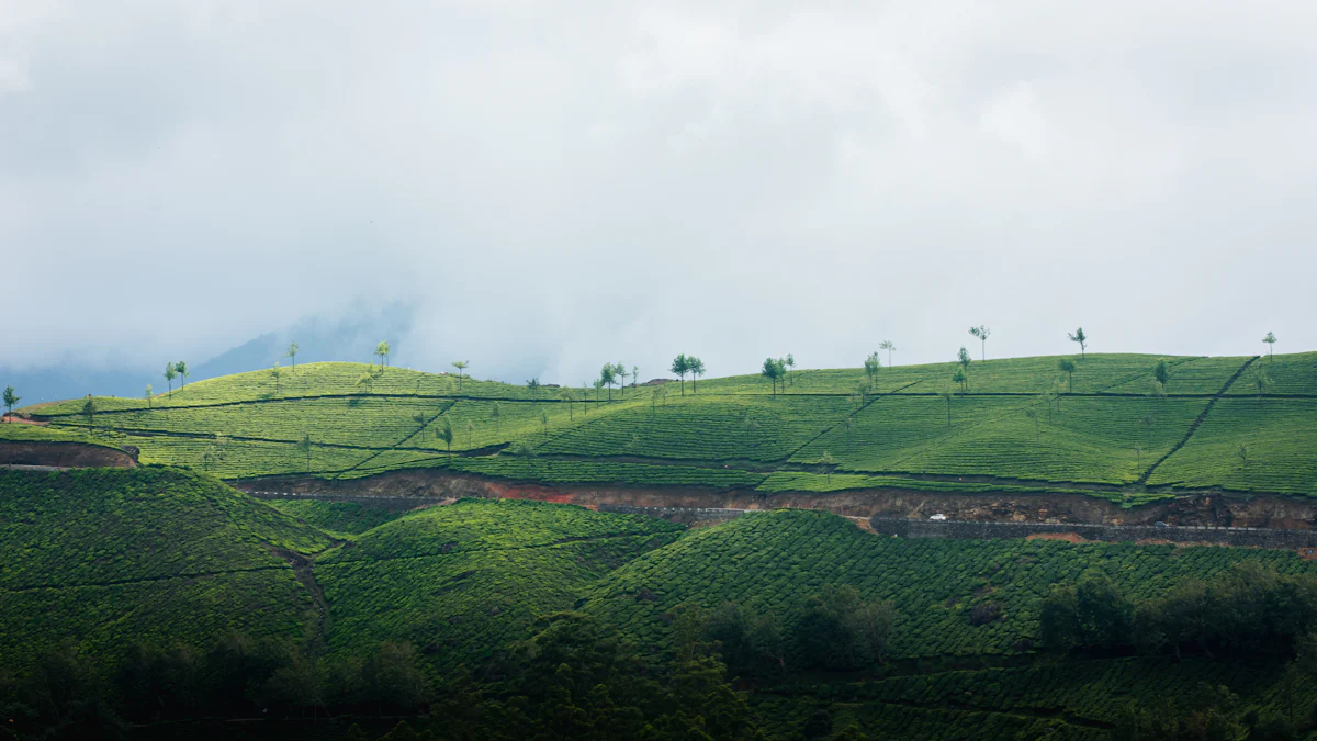 Kaas Plateau