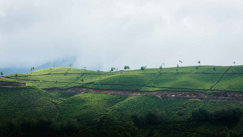 green grass field under white sky during daytime