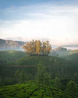 A lush green landscape with rows of tea plantations stretching across rolling hills, a small cluster of tall trees atop one of the hills, and mist rising in the background against the backdrop of distant mountains under a partly cloudy sky.