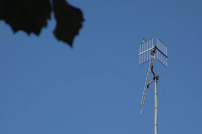 Close-up of a homemade wire antenna stretched between two trees in a backyard