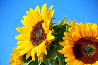 yellow sunflower in close up photography
