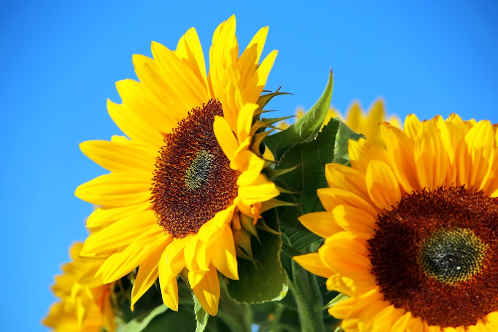 yellow sunflower in close up photography