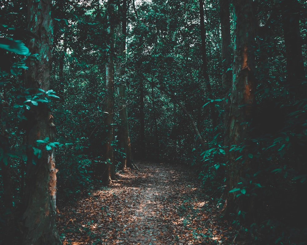 green trees on brown soil