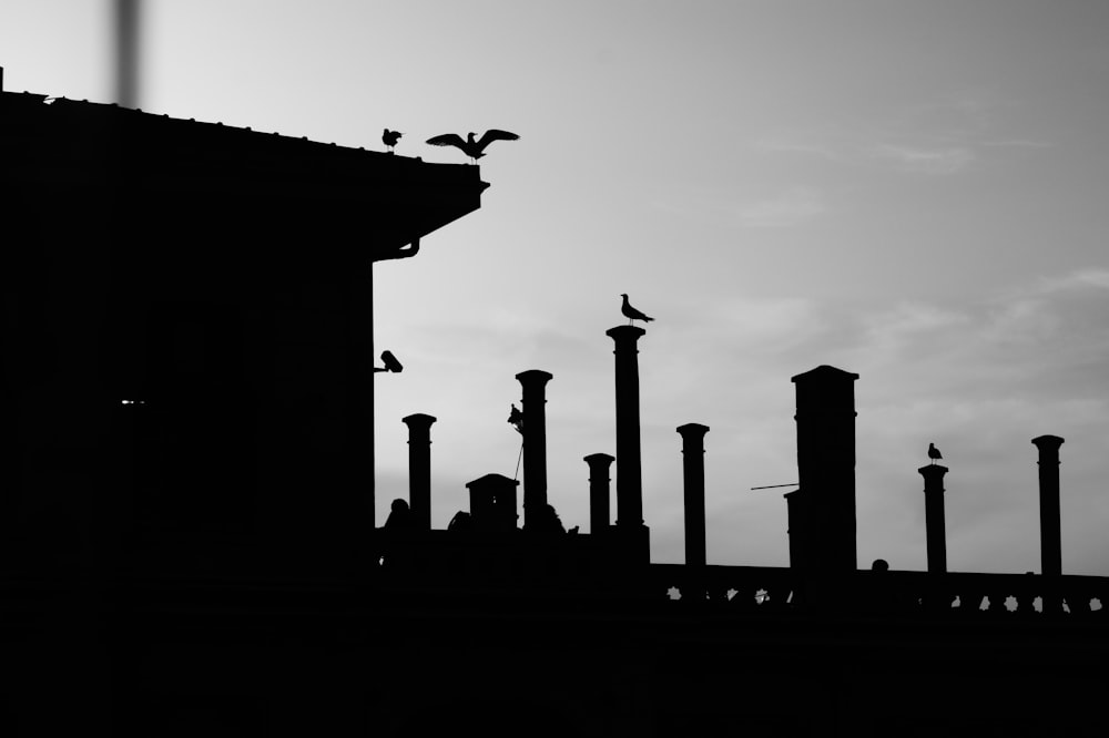 silhouette of birds on top of building