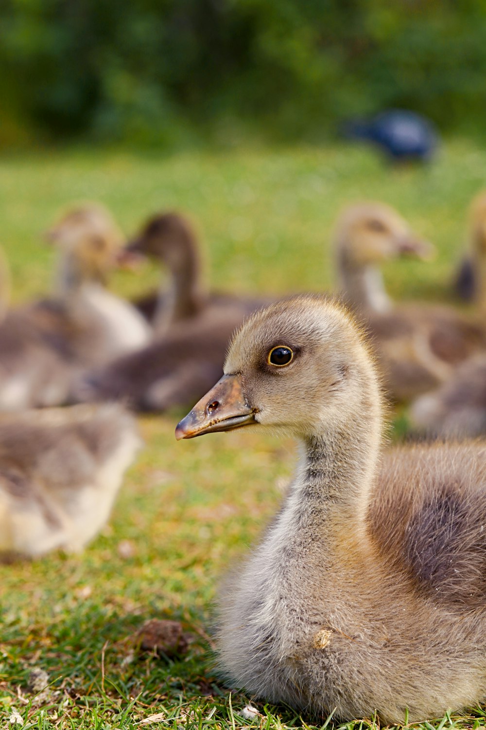flock of ducklings on green grass field during daytime