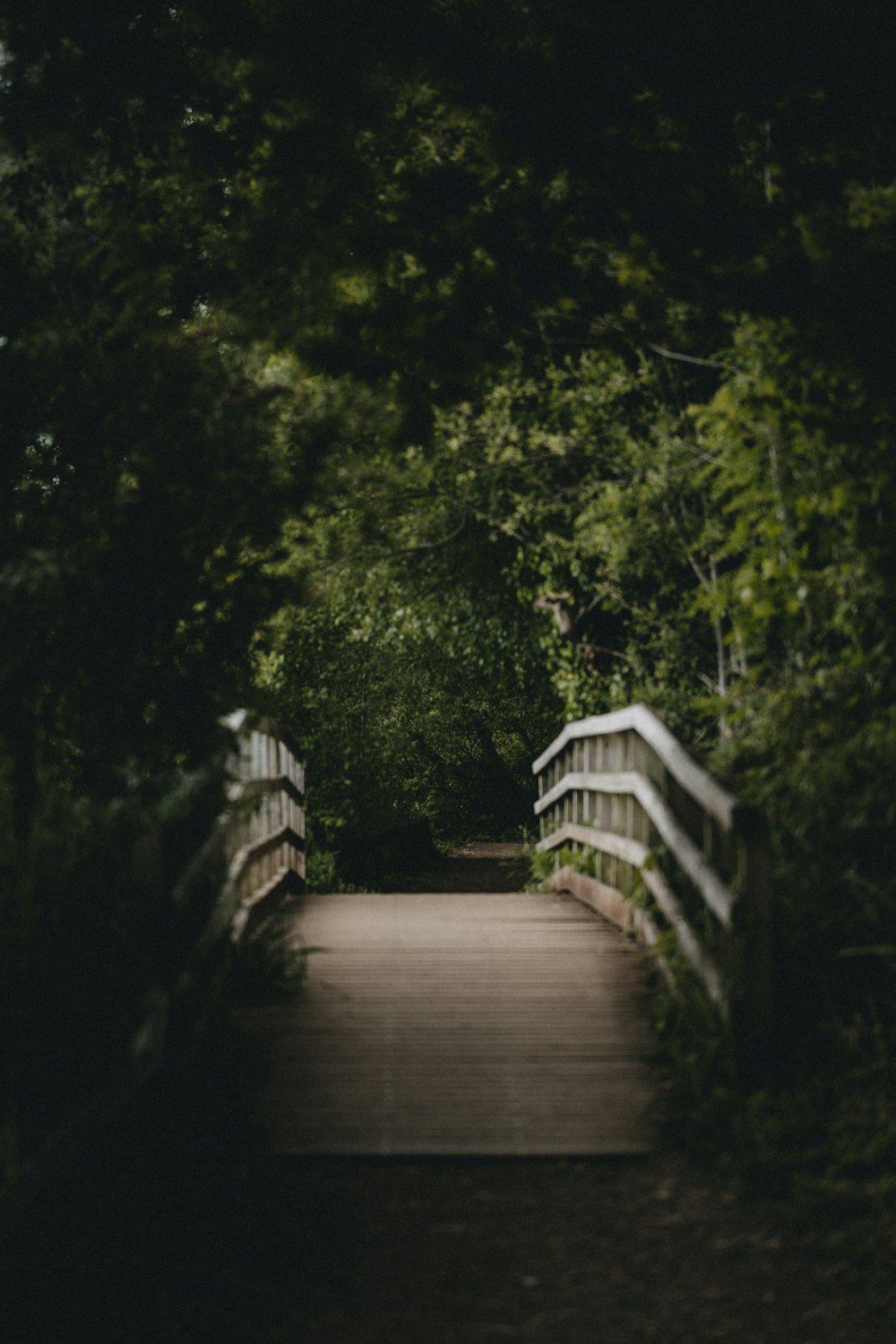 Braune Holzbrücke inmitten grüner Bäume