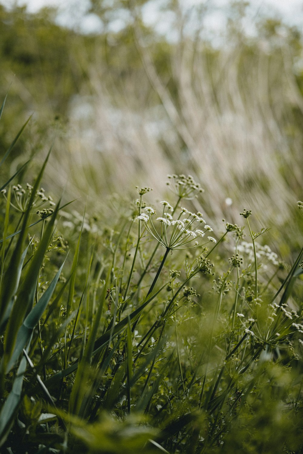 green grass field during daytime