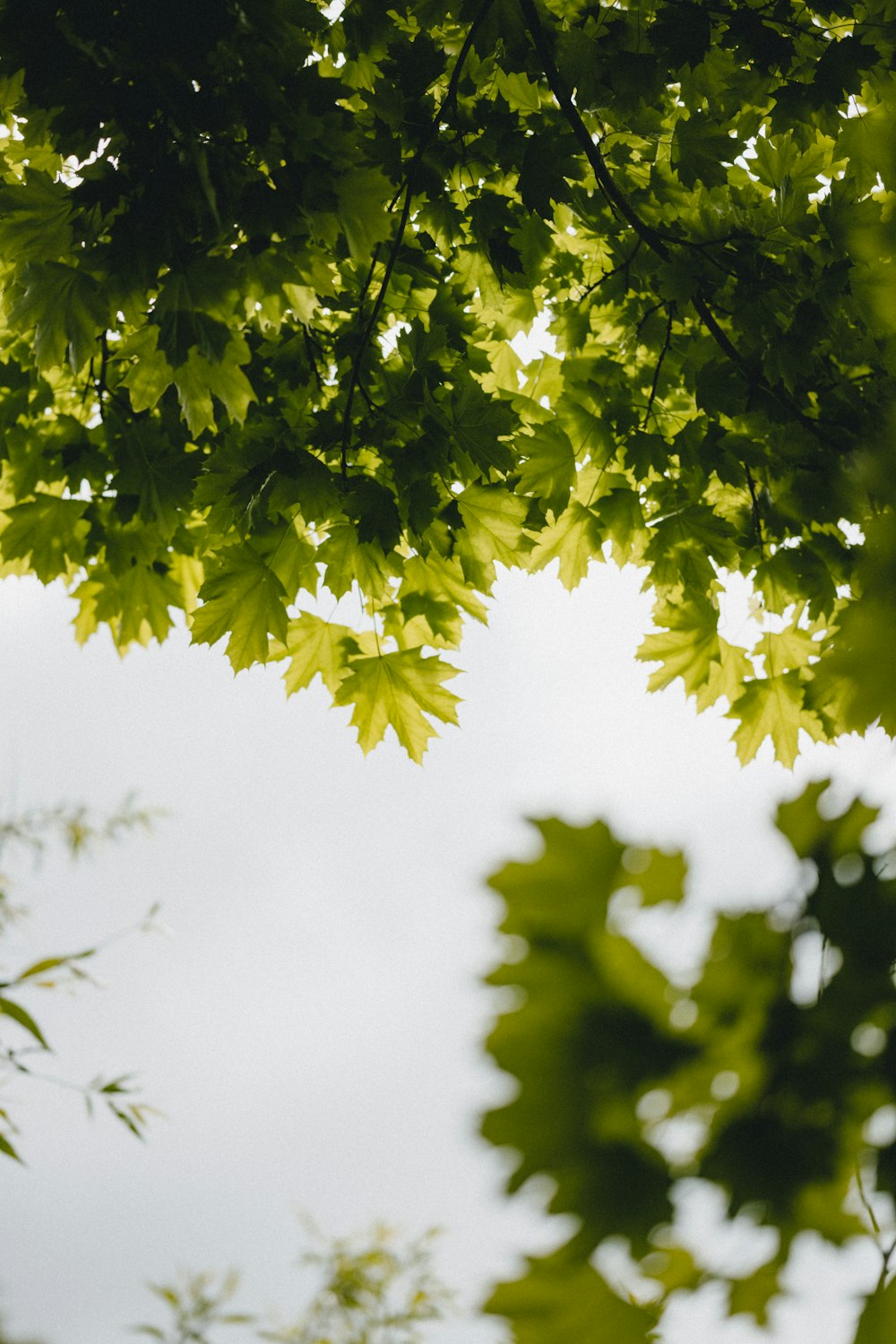 green tree under white sky during daytime