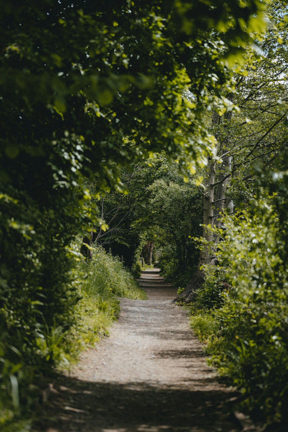 gray concrete pathway between green trees during daytime