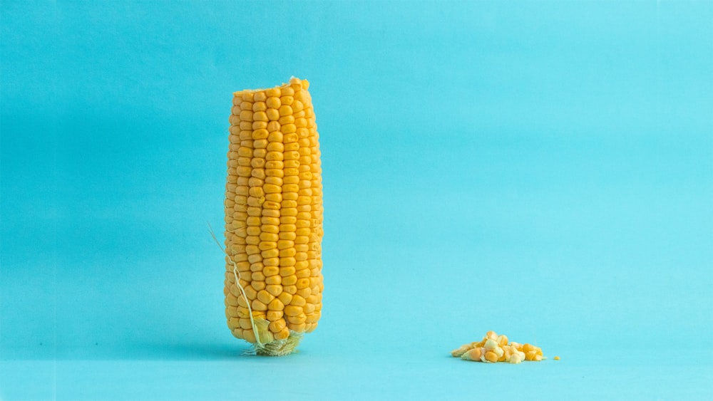 yellow corn on blue background