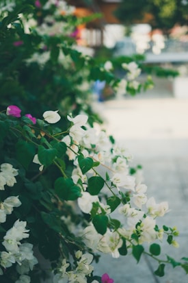 A lush cluster of white bougainvillea flowers with touches of pink blossoms, surrounded by vibrant green leaves. In the background, a soft focus suggests an outdoor area with paved ground and blurred structures.