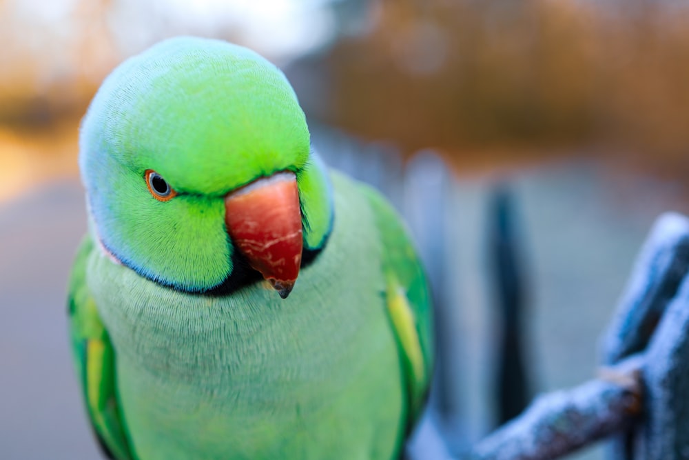 green bird in tilt shift lens