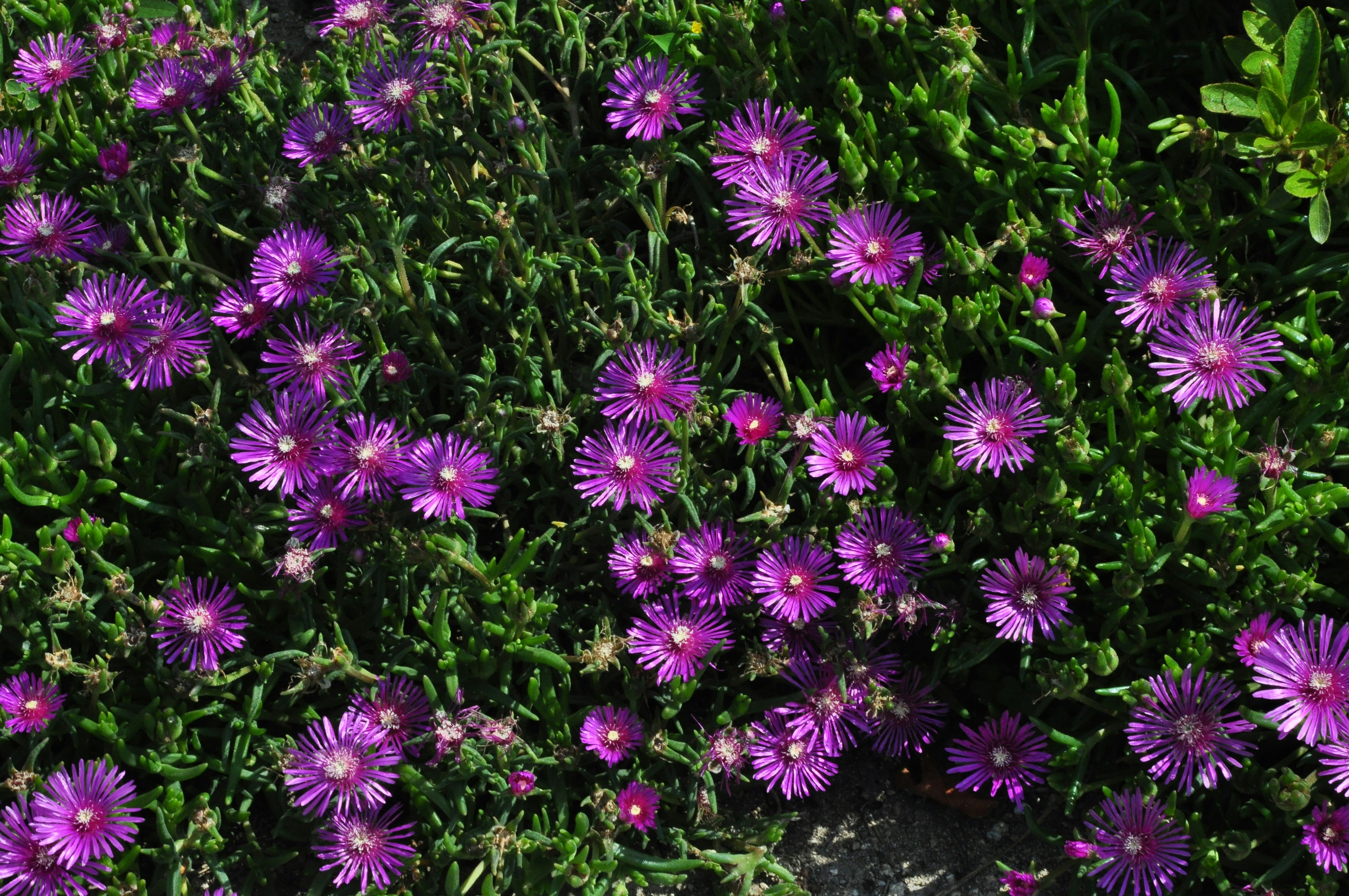 Photo by idonothingbutlove