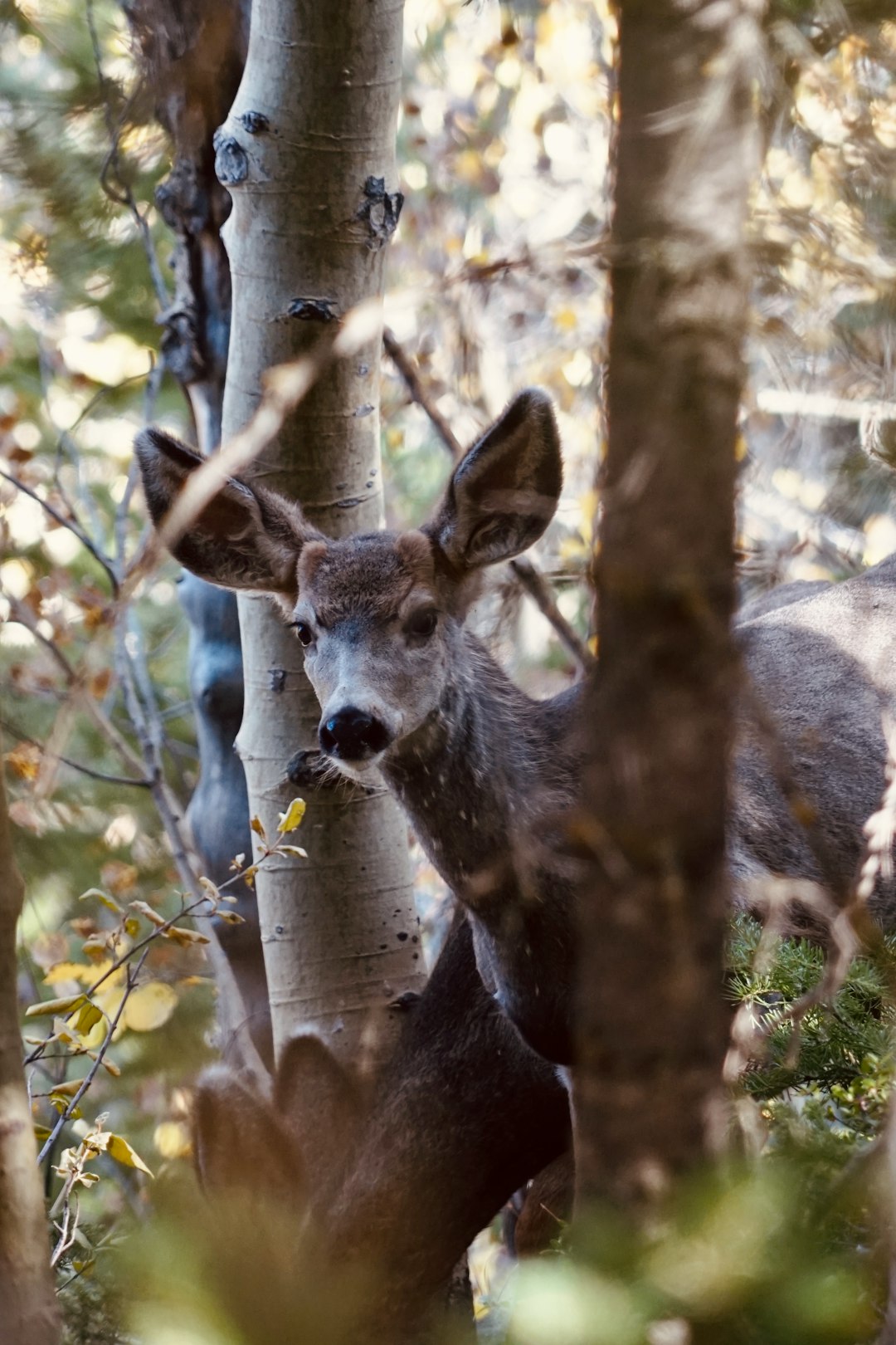 brown deer on brown tree branch during daytime