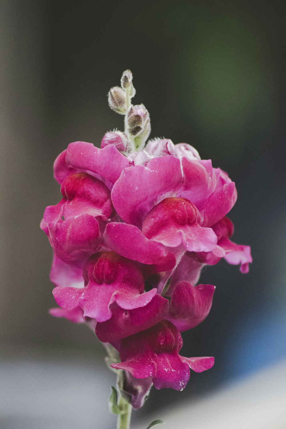 pink flower in tilt shift lens