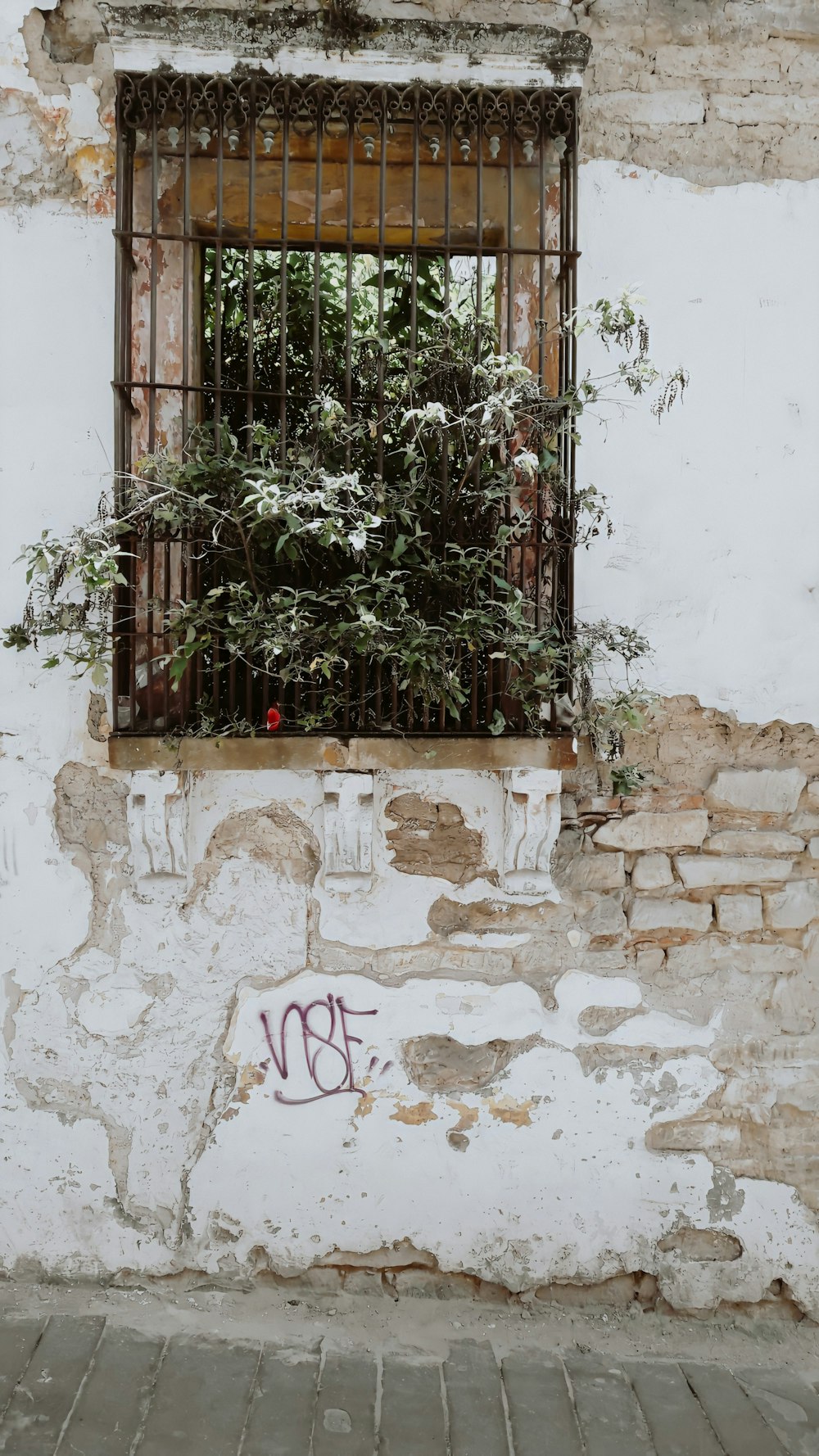 green plant on white concrete wall