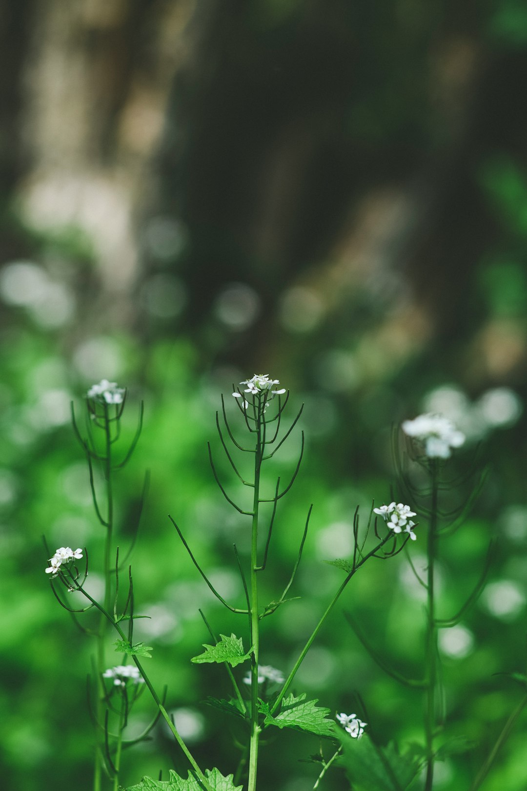 white flowers in tilt shift lens