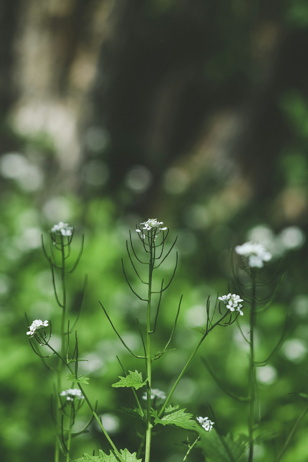 white flowers in tilt shift lens