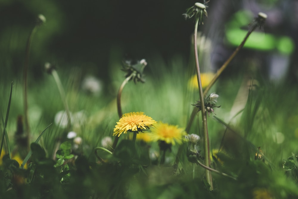 yellow flower in tilt shift lens