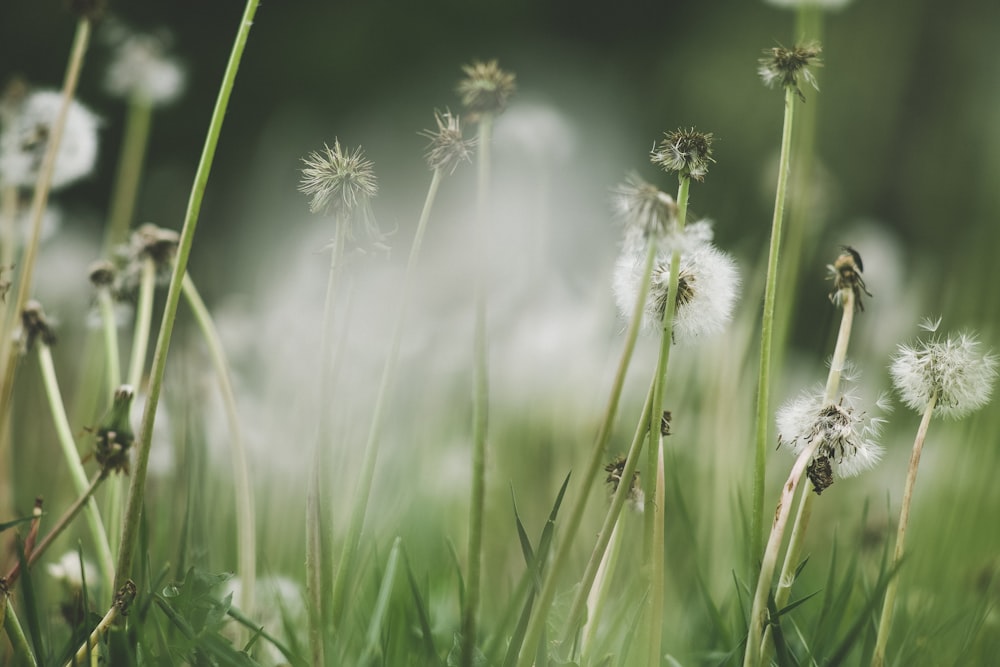 white dandelion in close up photography