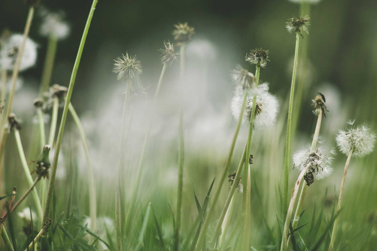 Canon EOS 5D Mark III sample photo. White dandelion in close photography