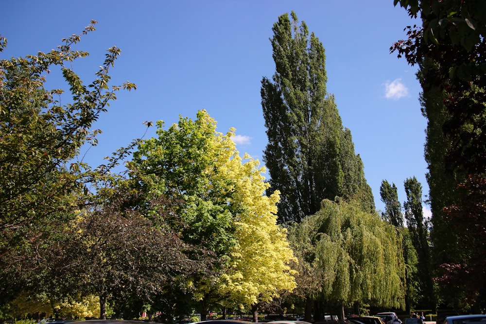 green trees under blue sky during daytime